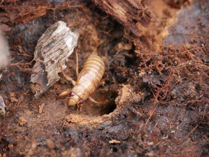 We've all seen (and certainly heard) adult cicadas ...