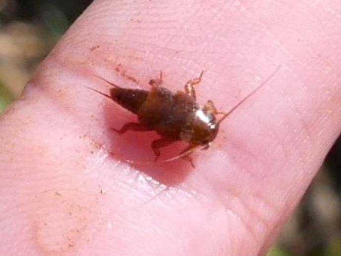 It's day six of Aquatic Week! At first glance, this little guy might look like a cockroach