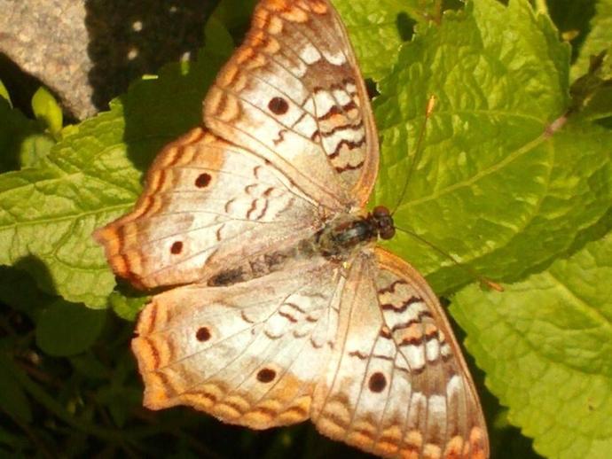 Butterfly Garden