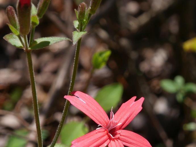 Behold the fire pink (Silene virginica)!