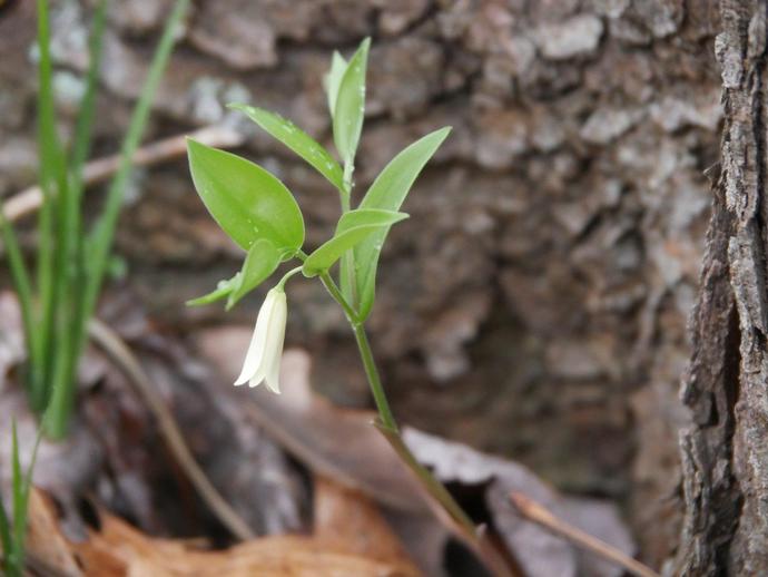 This is Uvularia sessilifolia, also known as the sessile bellwort or 