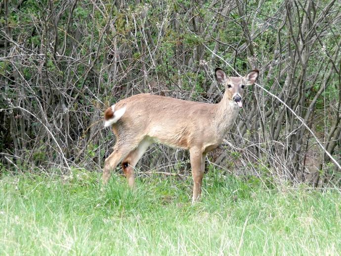The white-tailed deer (Odocoileus virginianus) is truly a majestic animal ...