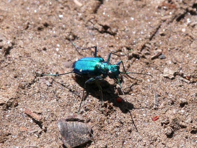 The six-spotted tiger beetle (Cicindela sexguttata) may be small ...