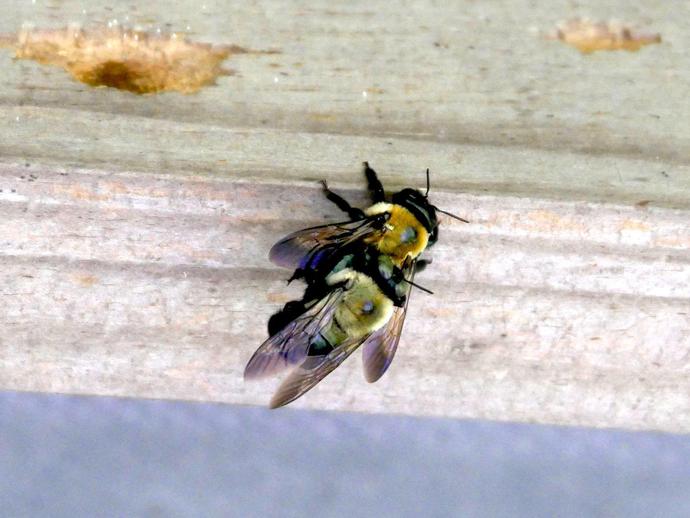 Here we see two eastern carpenter bees (Xylocopa virginica), photographed in flagrante delicto