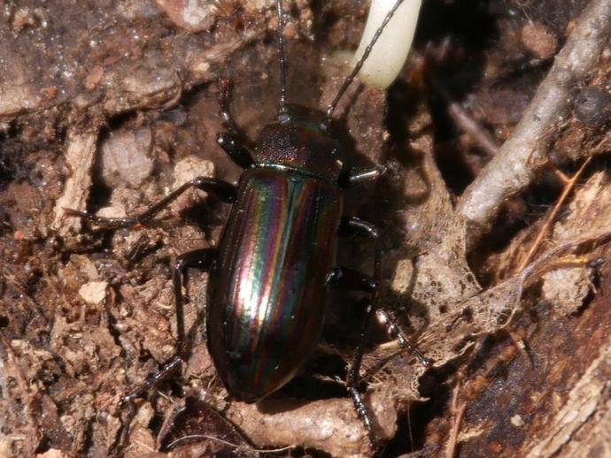 This colorful little guy is Tarpela micans ...