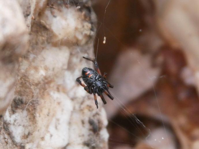 This is Latrodectus mactans, better known as southern black widow