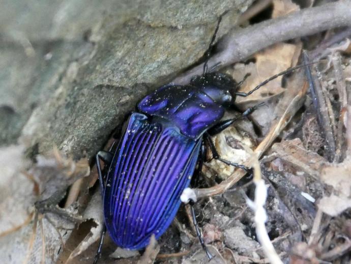With its brilliant purple elytra (the shell that covers the flight wings) ...
