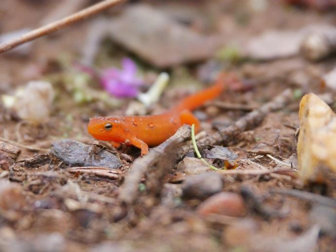 The eastern newt Notophthalmus viridescens is fairly common, but its life cycle is anything but