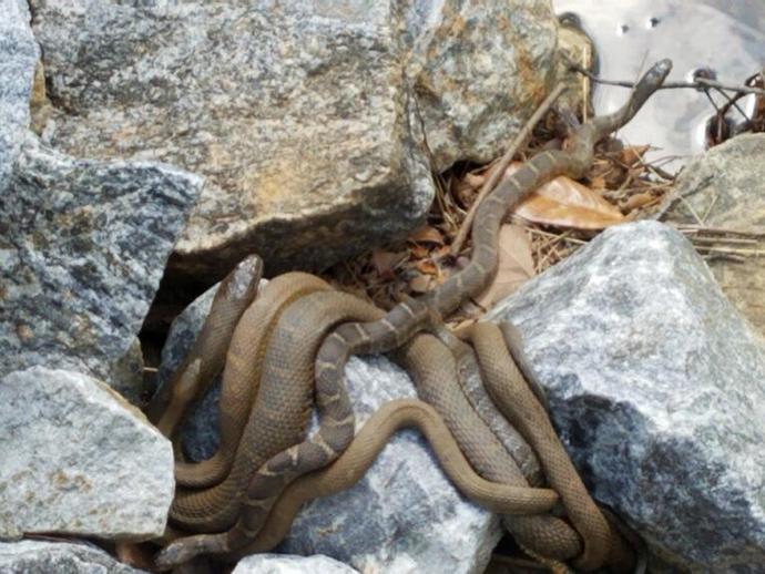 So, how many snakes do you see?  Associate Curator of Recent Invertebrates Dr