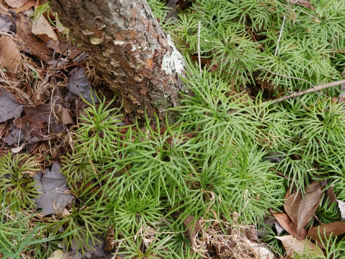 You've probably seen this plant before, carpeting the forest floor like some sort of 