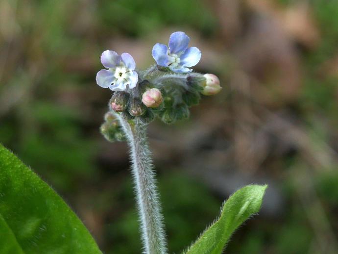 The small blue flowers of Cynoglossum virginianum (commonly known as 