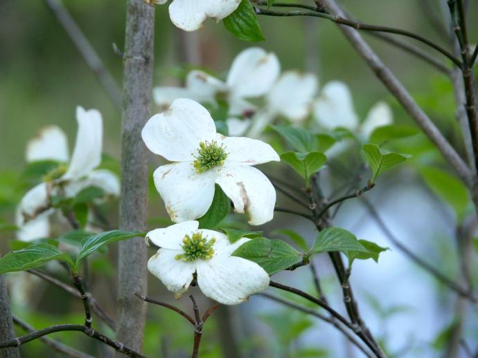 This tree should certainly be a familiar sight to Virginia residents!