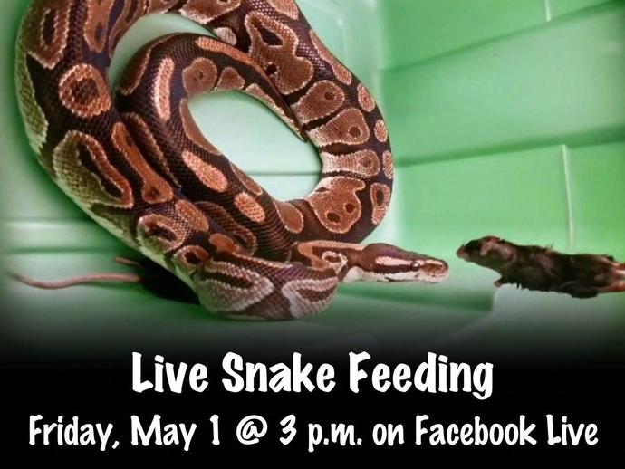 This Friday is feeding day for the museum's resident snakes!