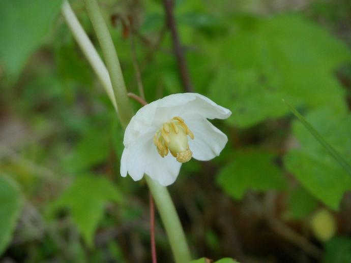 The mayapple (Podophyllum peltatum) ...