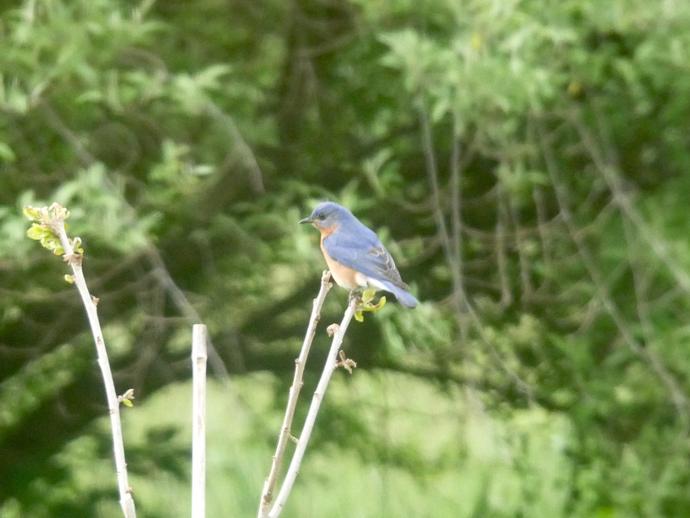 The eastern bluebird (Sialia sialis) ...