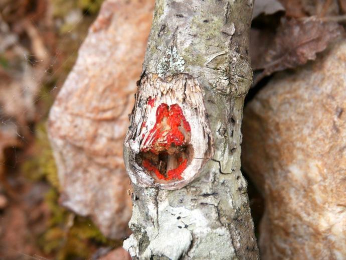 While I'm no expert on slime molds (nor have I ever claimed to be) ...