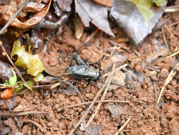 Did you know that you can use field crickets to tell the temperature?