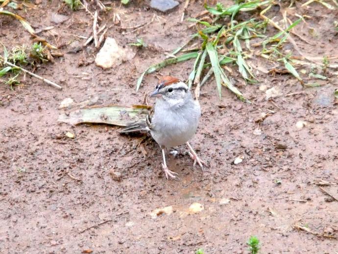 I've been trying to attract more birds within camera range by scattering birdseed in my front ...