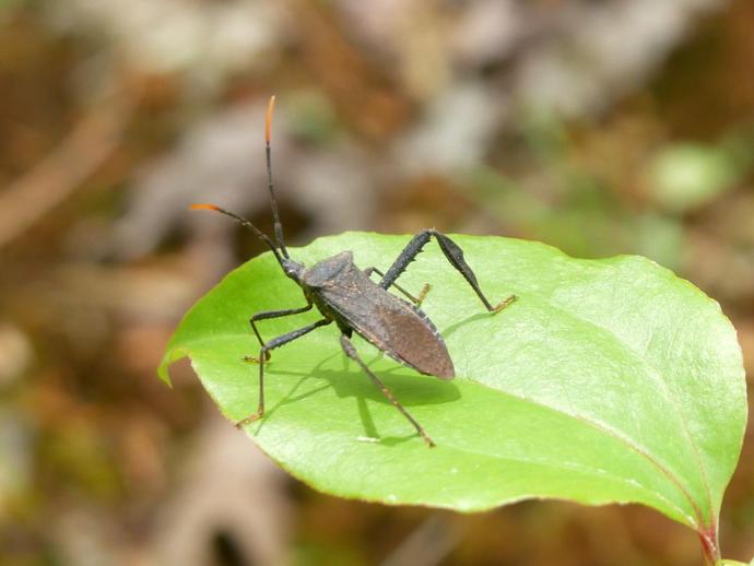 This insect with the orange highlights is Acanthocephala terminalis ...