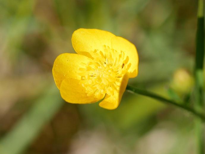 There are many different species of buttercups, all belonging to the genus Ranunculus