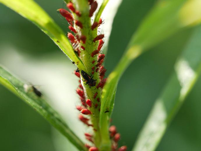 Welcome to the exciting conclusion to yesterday's nature post about ladybeetle larva!