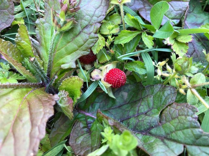 There's a very good chance that you have a patch of these growing in a shady spot in your lawn ...