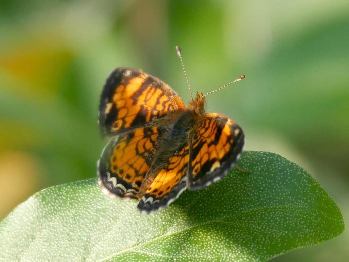 The pearl crescent butterfly (Phyciodes tharos) is one of the most widespread butterflies in ...