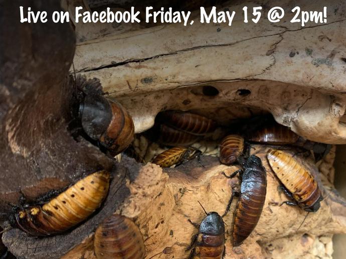 MADAGASCAR HISSING COCKROACHES
Friday, May 15 at 2 p