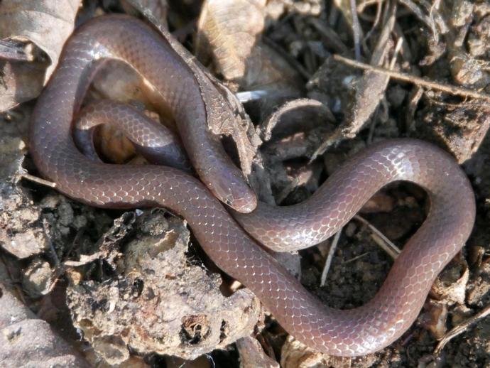 Pictured:  Worm Snake

Since we can't host this year's Reptile Festival at the museum ...