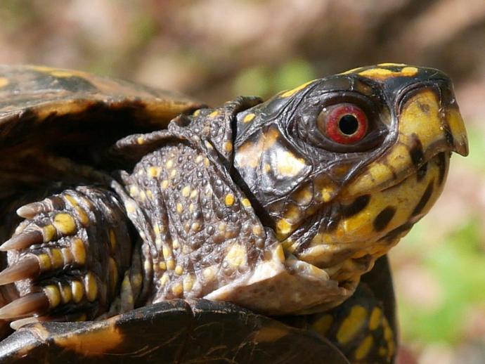 Pictured:  Box Turtle

Since we can't host this year's Reptile Festival at the museum ...