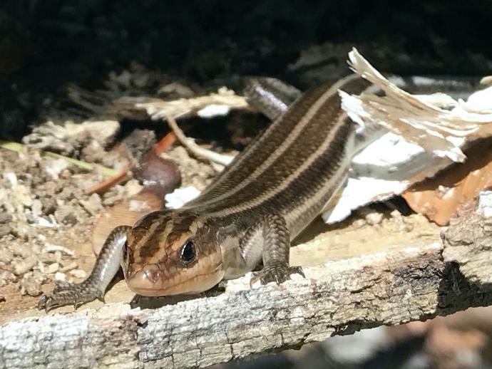 Pictured:  Five-lined Skink

Since we can't host this year's Reptile Festival at the museum ...