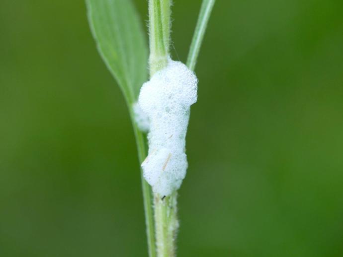 Have you ever been walking through tall grass and seen a mass of white foam clinging to a stalk?