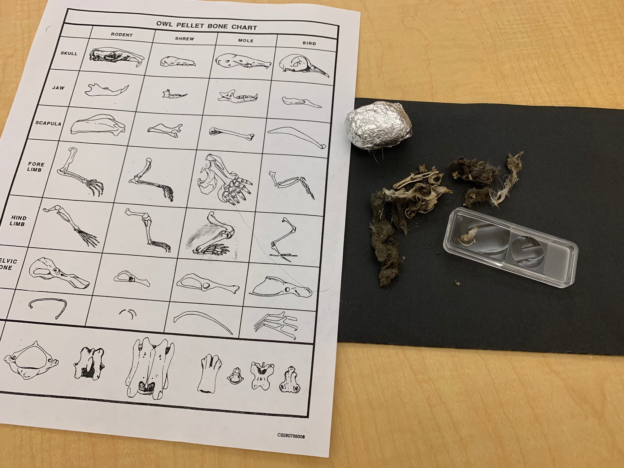 Owl Pellet Dissection Kit Image