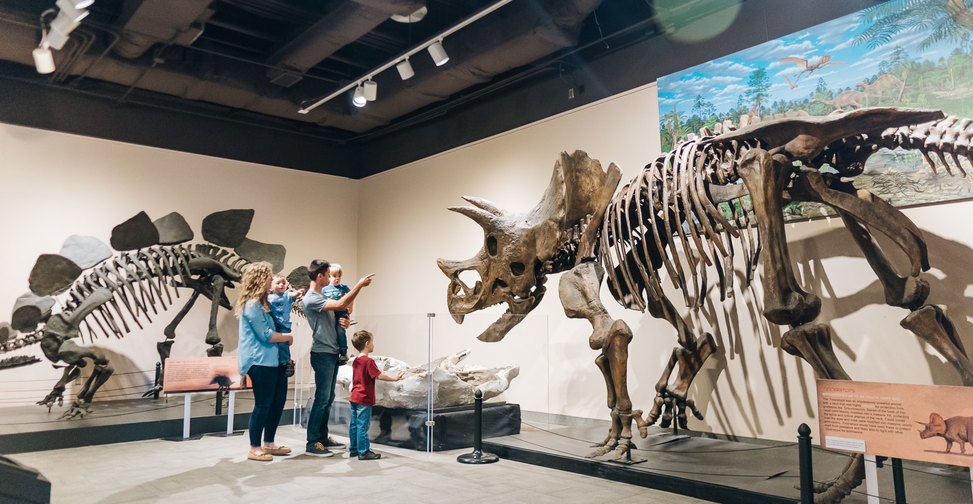 Triceratops (right) and Stegosaurus (left) will be two of the life-size cast skeletons on display!