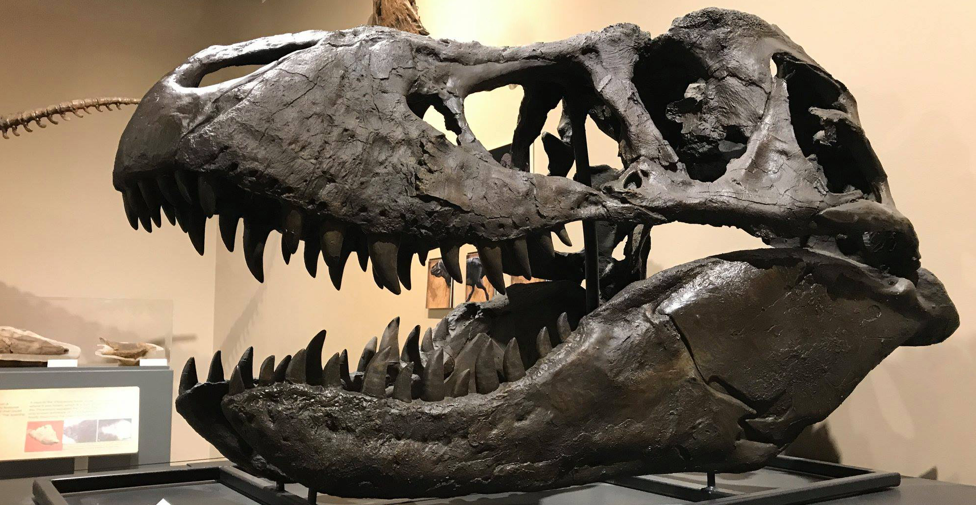 T. rex cast skull