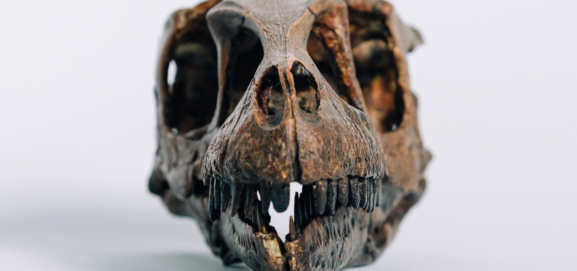Cast skull