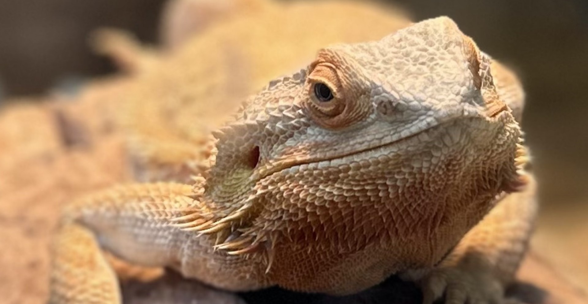 Reptile Festival will feature a wide variety of live reptiles!