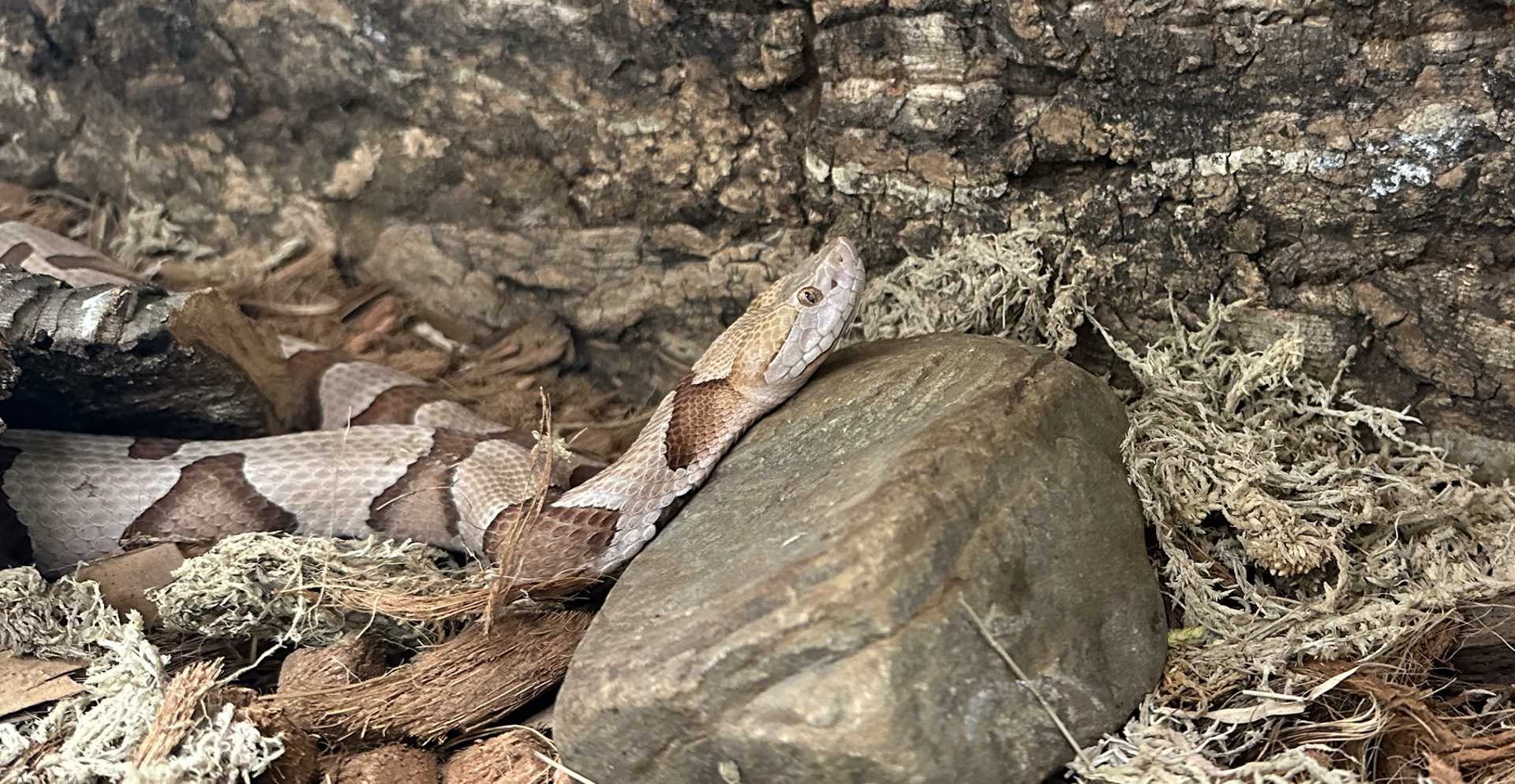 Reptile Festival Cover Image