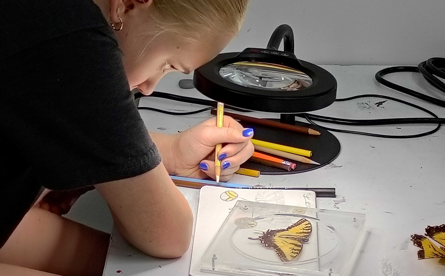 Student sketching a butterfly