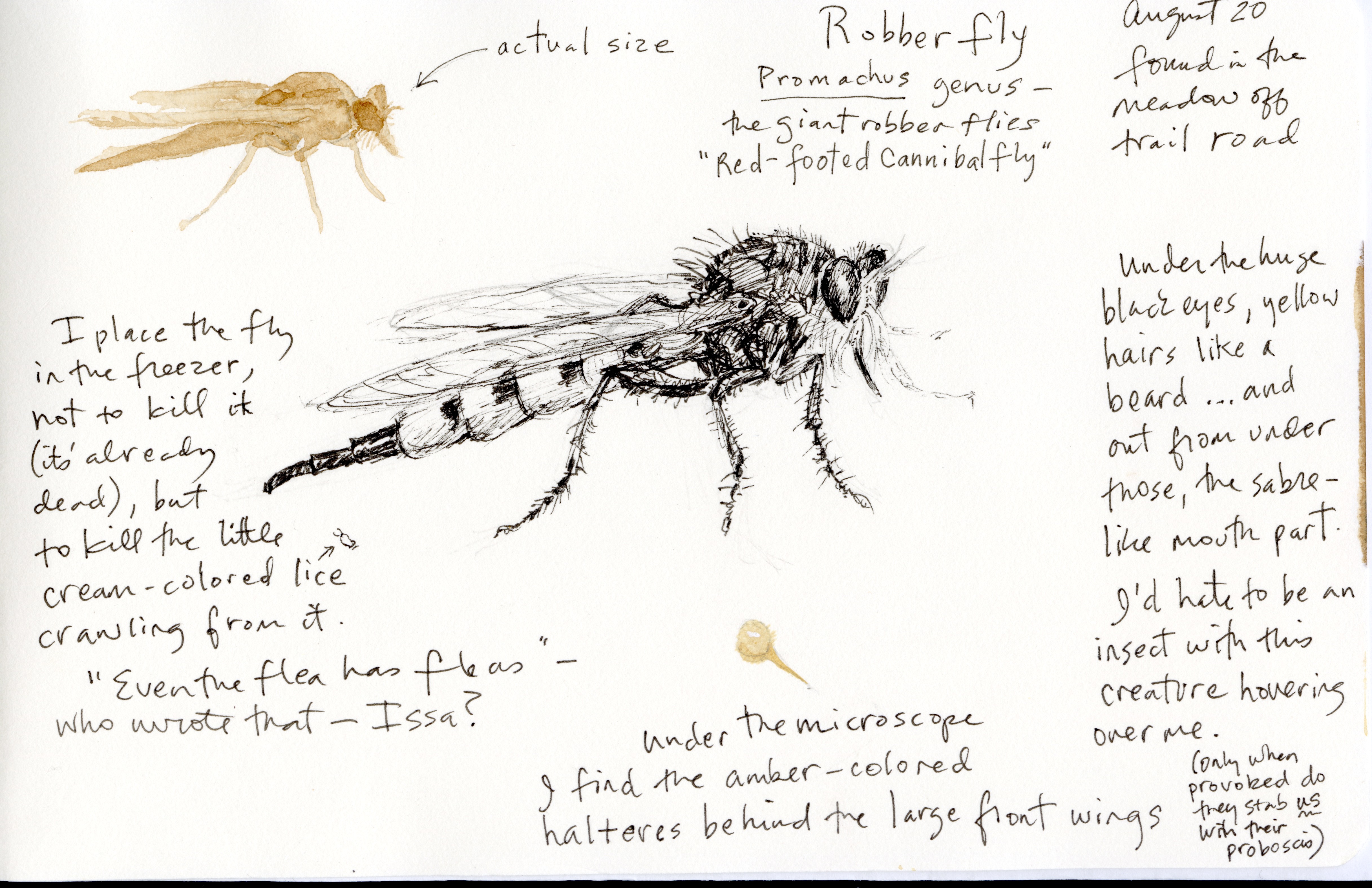A robber fly sketch by Suzanne Stryk