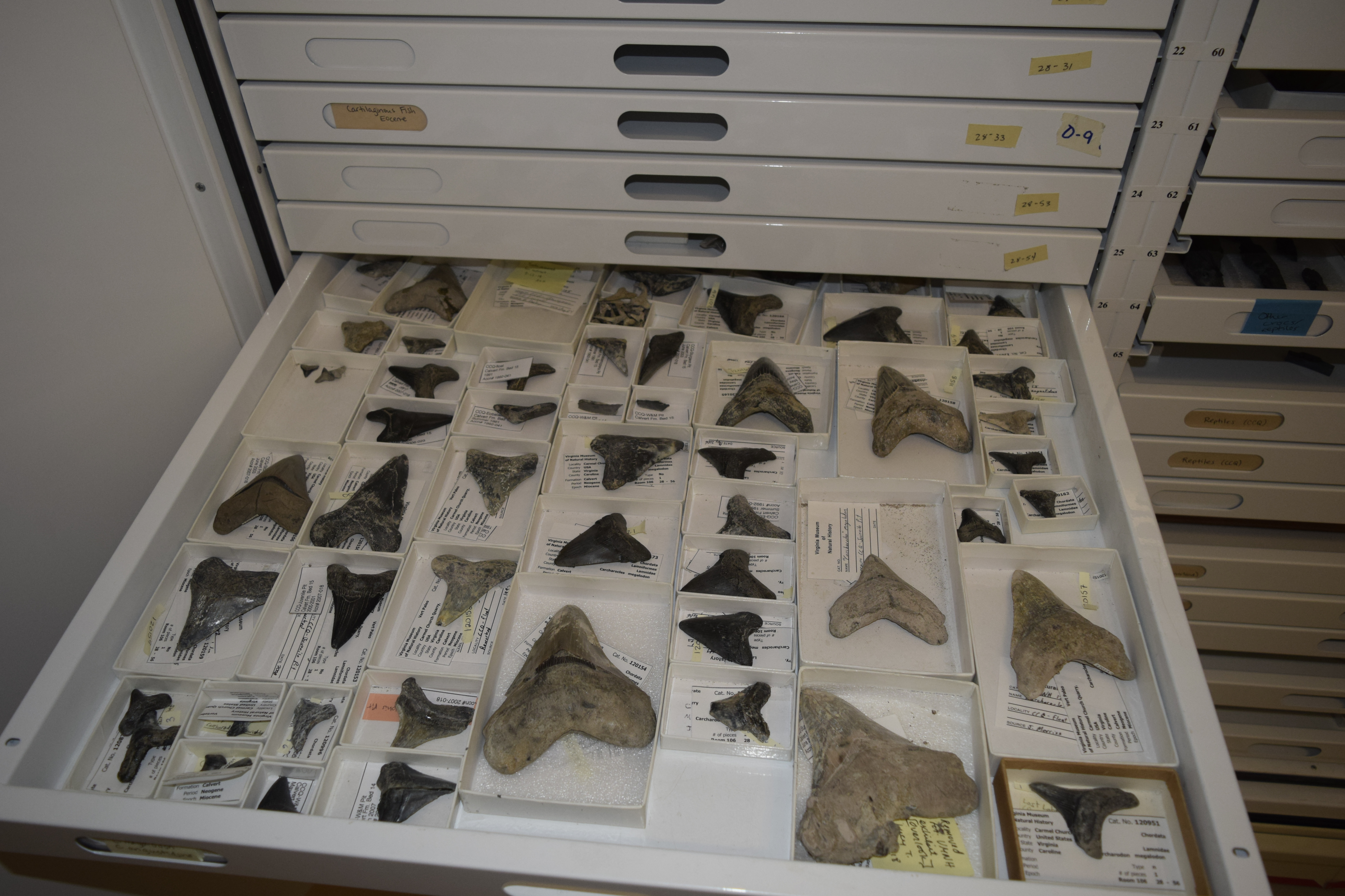 Drawer containing the sample of otodontid shark teeth from Carmel Church. Species represented include Carcharocles angustidens and C. megalodon.