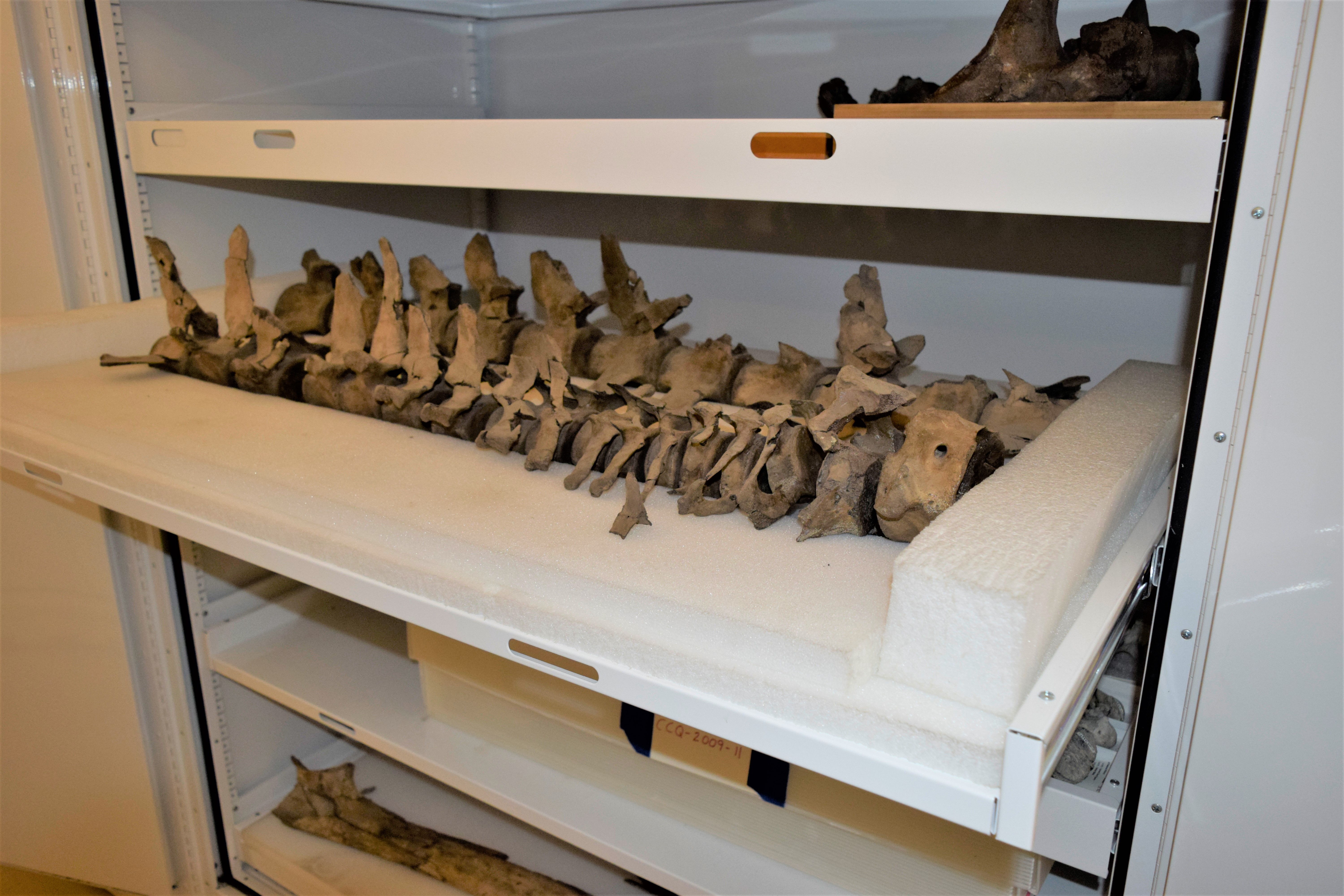 Vertebral column of a small mysticete whale