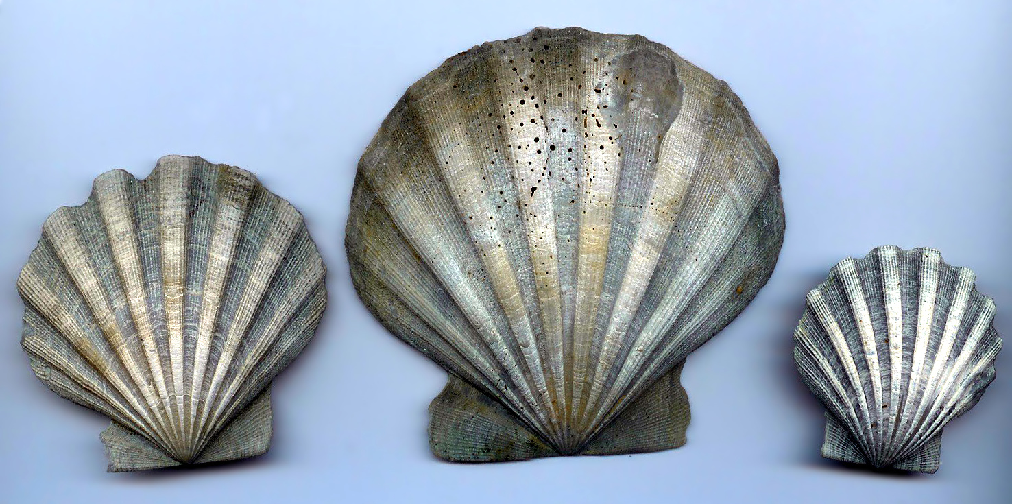 Three shells of the giant scallop Chesapecten jeffersonius. Fossils of Chesapecten were discovered as far back as the days of the Jamestown colony, and it is presently the state fossil of Virginia.