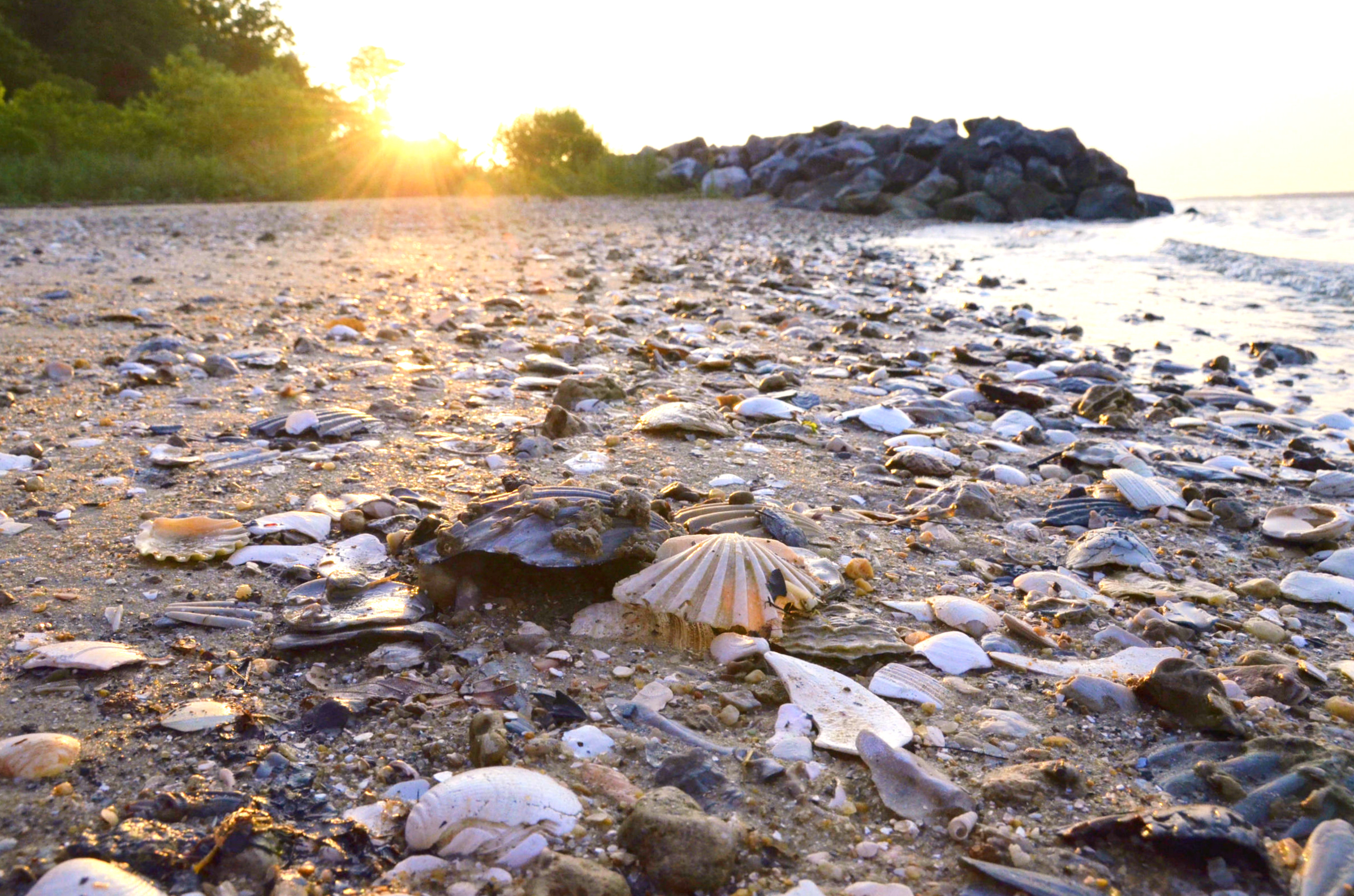 A beach at Chippokes State Park littered with fossils shells, mostly of Chesapecten jeffersonius. Located in Surry County, Virginia, Chippokes is famous for its abundance of fossil shells.