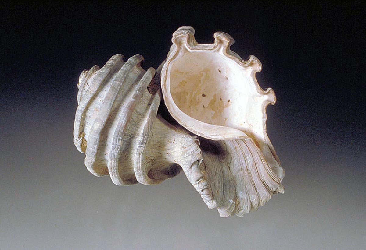A shell of the Cenozoic snail Ecphora. Ecphora fossils are also among the most common recovered from late Cenozoic marine fossil sites.