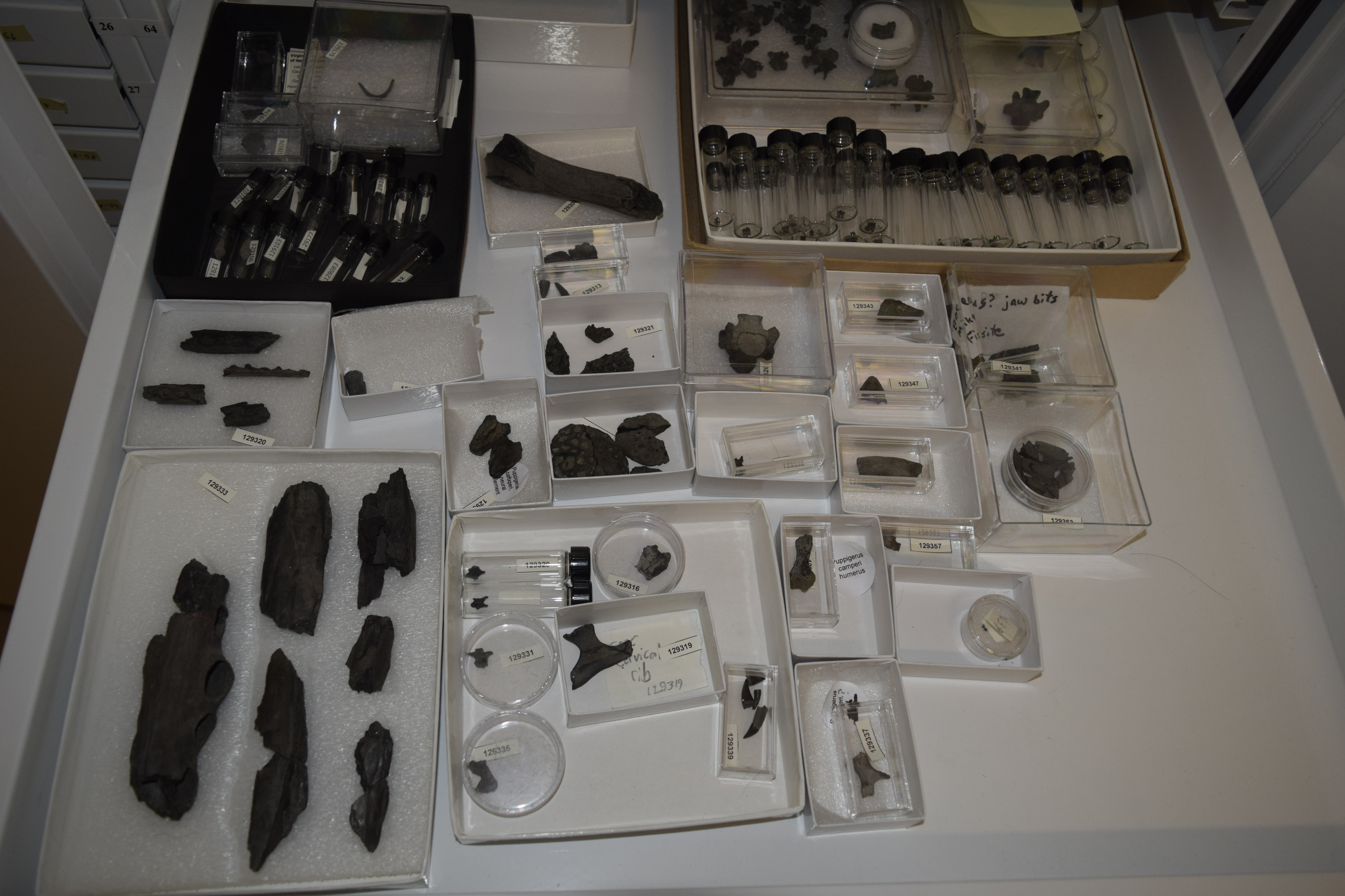 Paleogene marine vertebrates including crocodylians, turtles, and palaeophiid snakes from the Eocene Fisher-Sullivan Site (Nanjemoy Formation, Stafford County Virginia