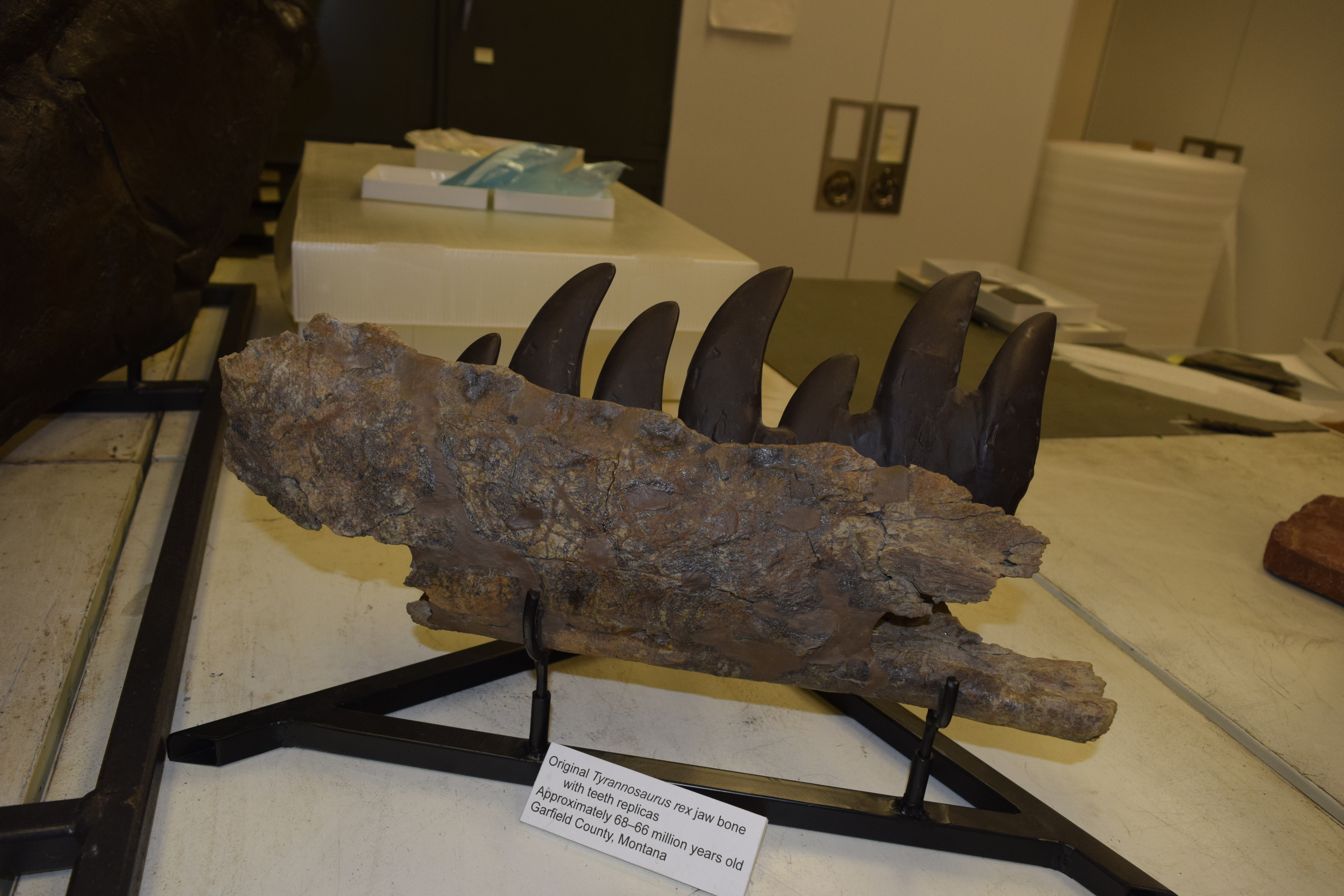 Partial left dentary of Tyrannosaurus rex from Garfield County. Teeth are reconstructed.