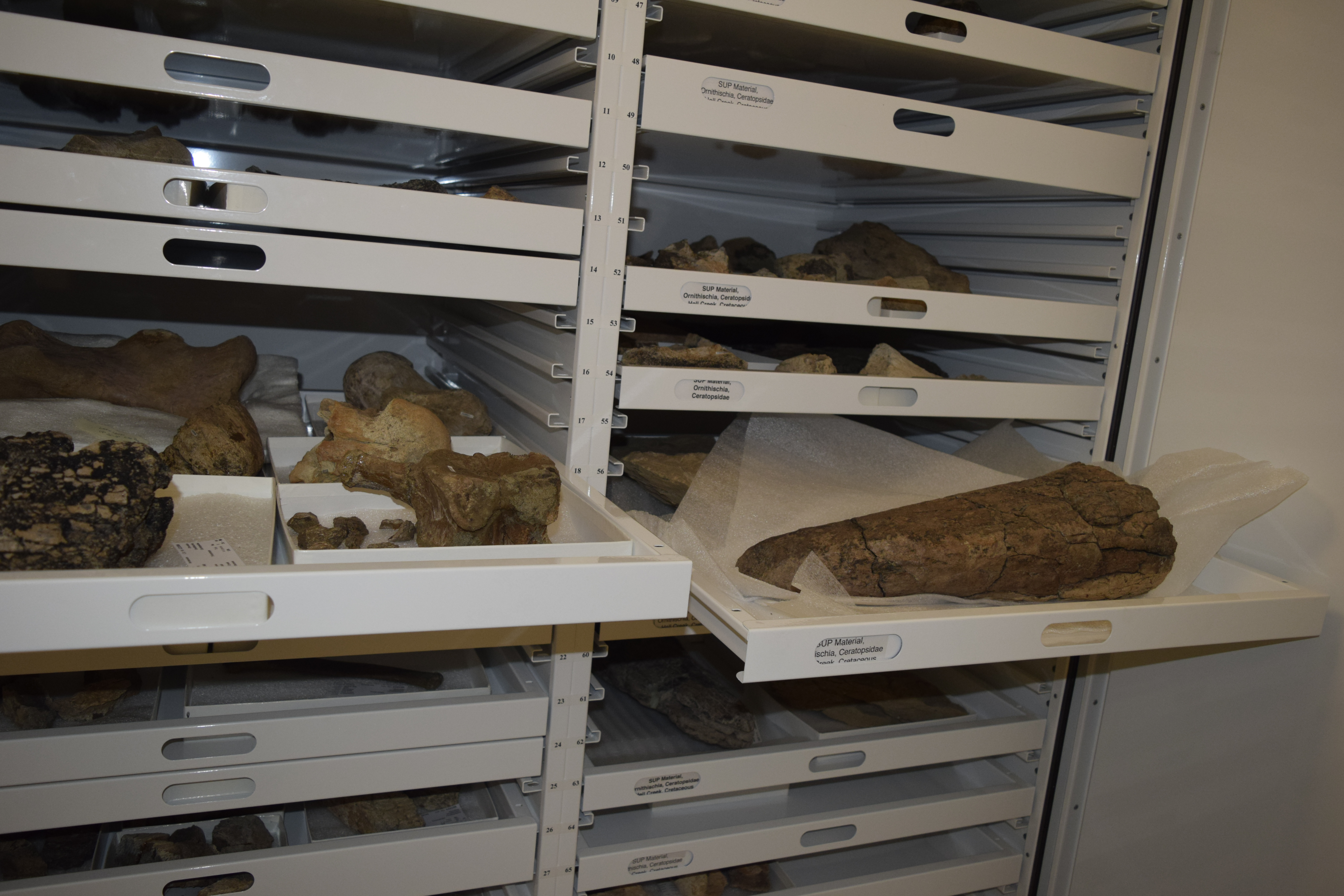 Horns and vertebrae of Triceratops sp. From Garfield County.