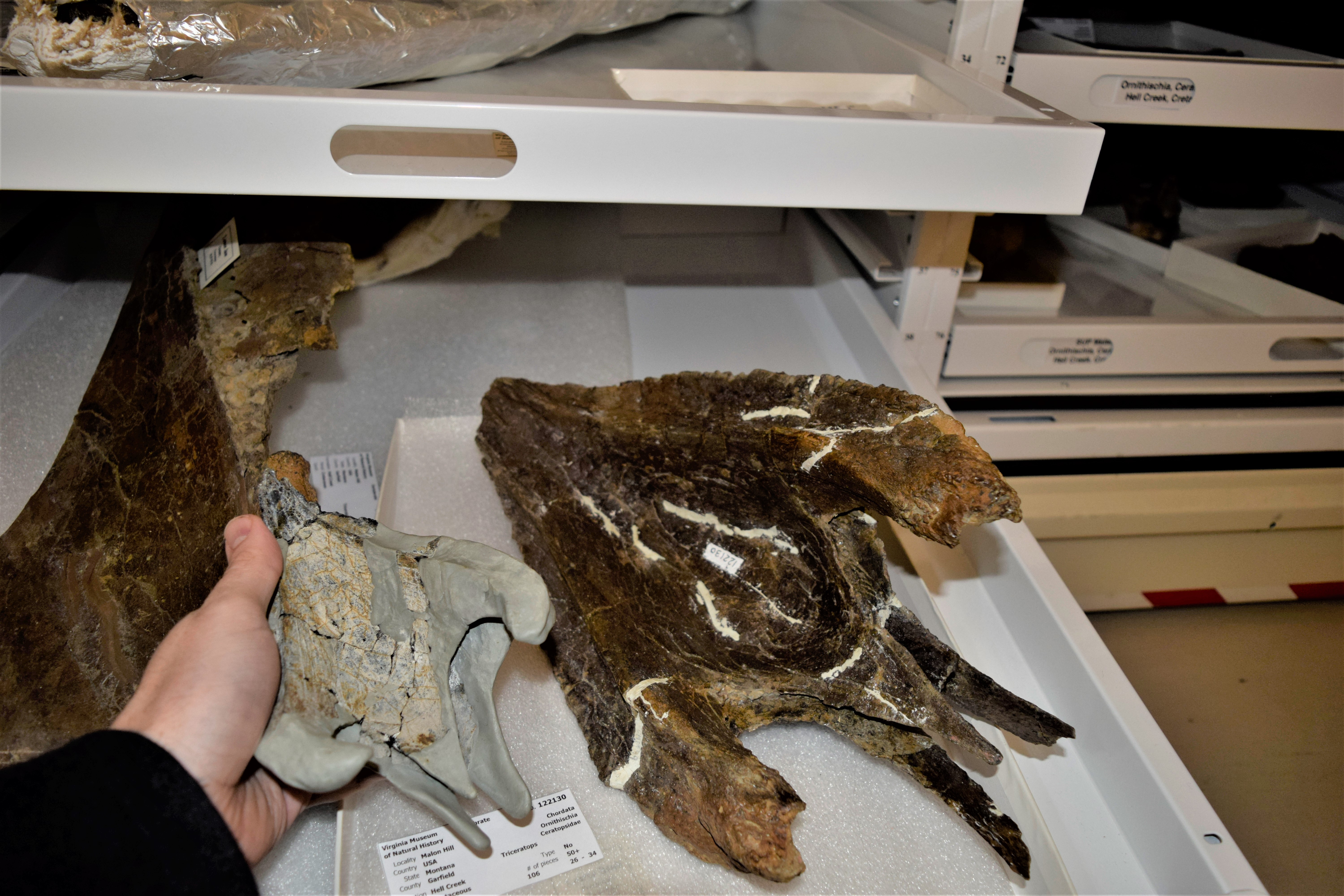 Two predentaries of Triceratops sp. The left specimen is from a juvenile individual. The right specimen is from an adult.