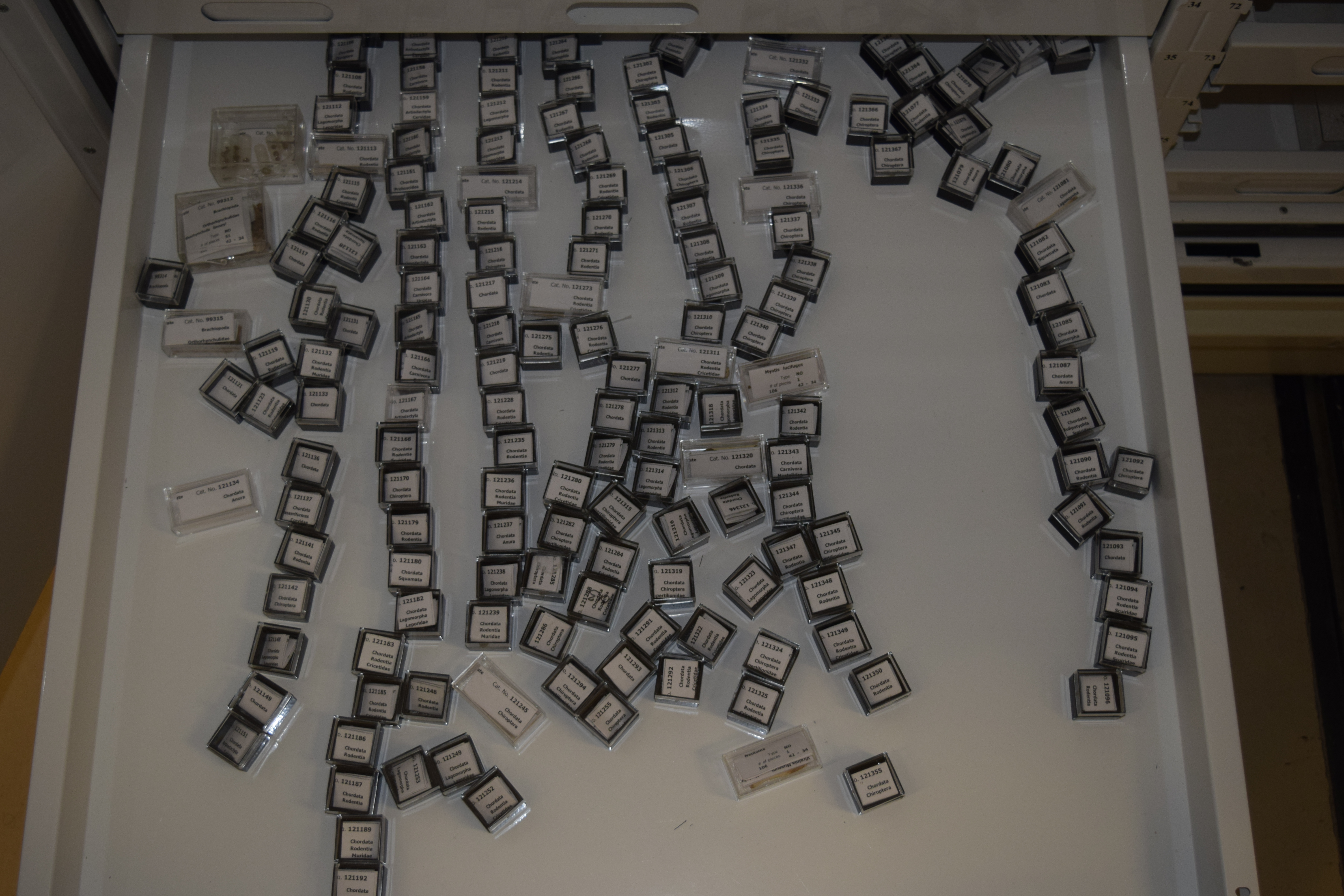 Assorted, boxed microvertebrate specimens from the Starr Chapel Cave site in Bath County, Virginia